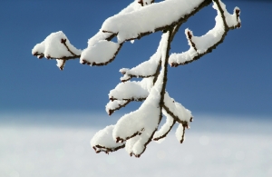 branch-437501_1920