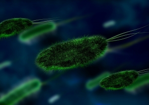 bacteria-106583_1920