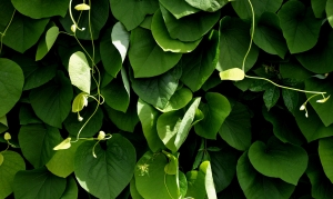 leaves-1909155_1920