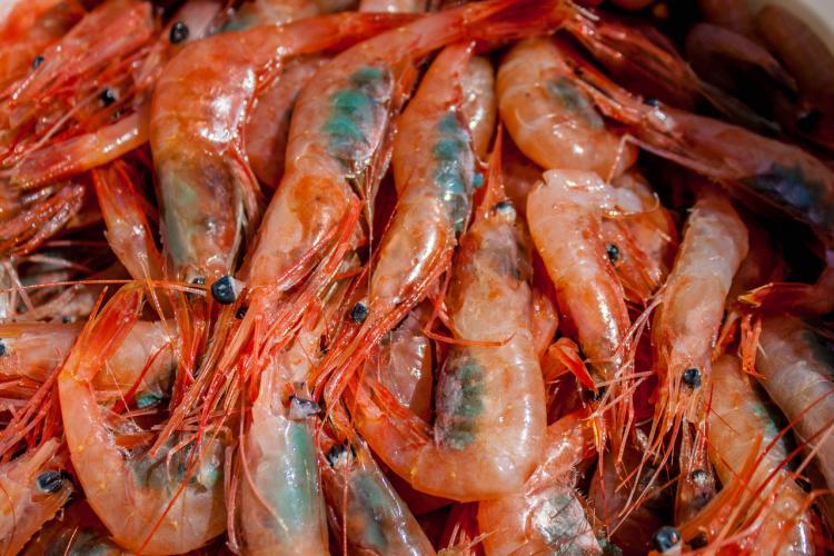 Northeast Shrimp Moratorium expires this year, but biomass still at