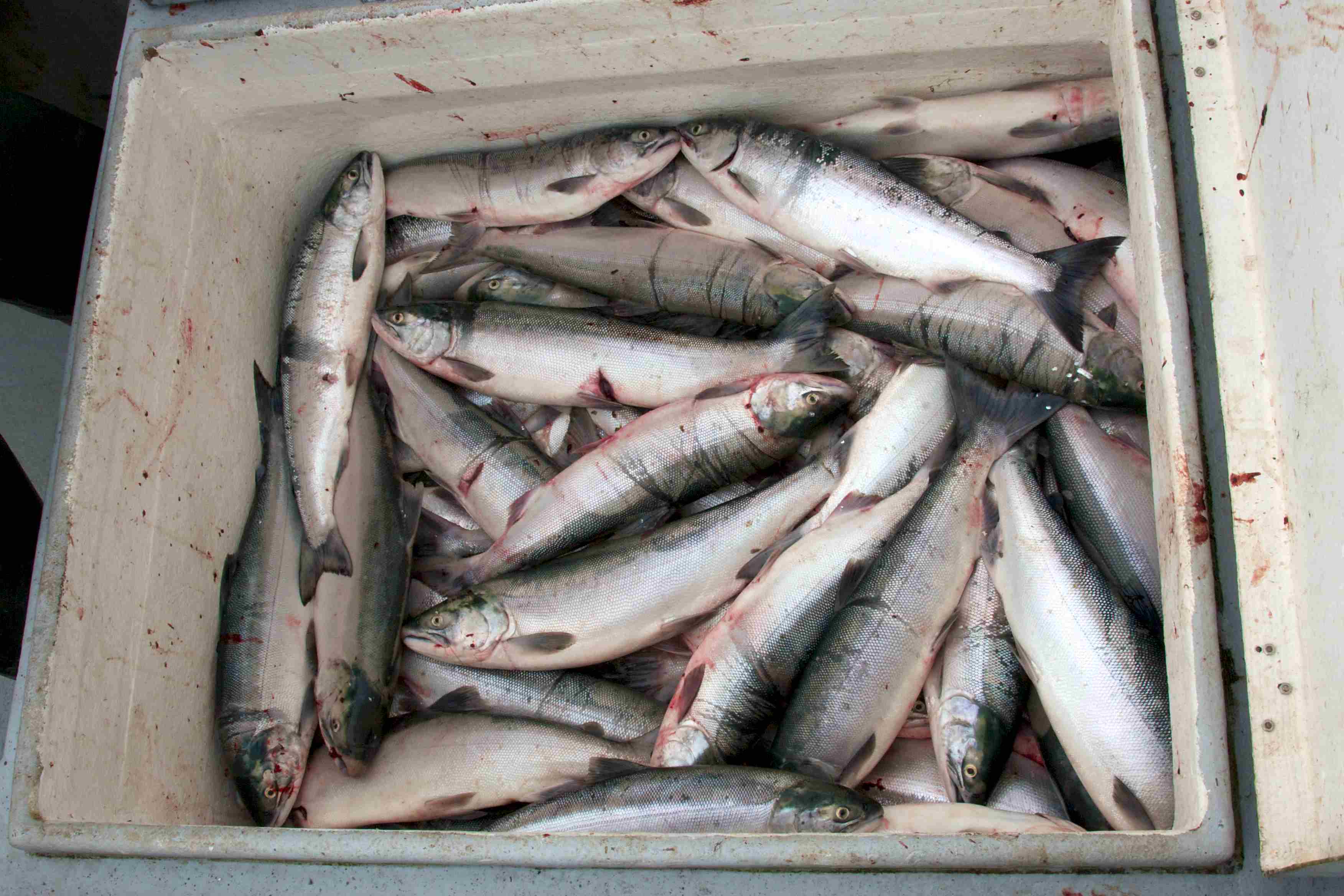 Alaska salmon 2024: Markets still flooded as next harvest