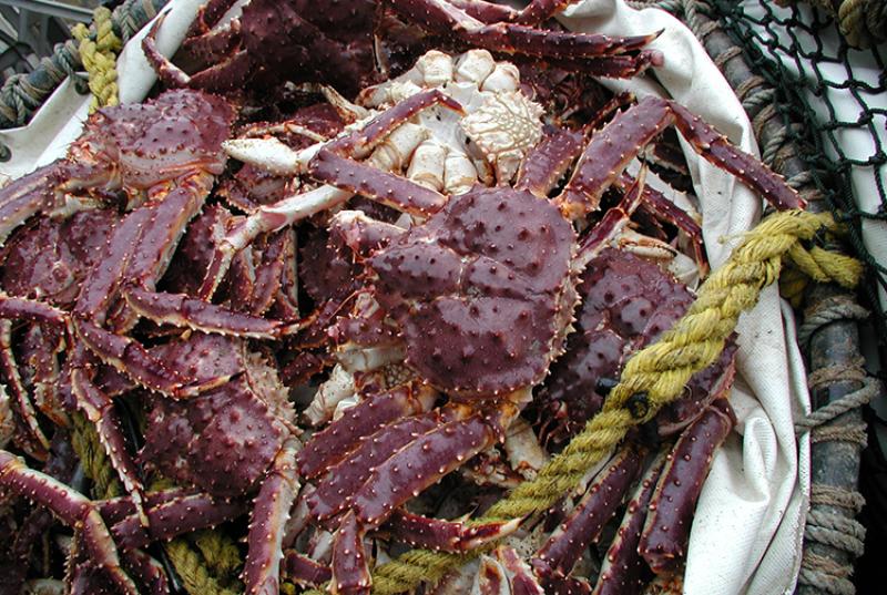 Southeast Alaska king crab seasons closed; better prospects seen for  2024-25