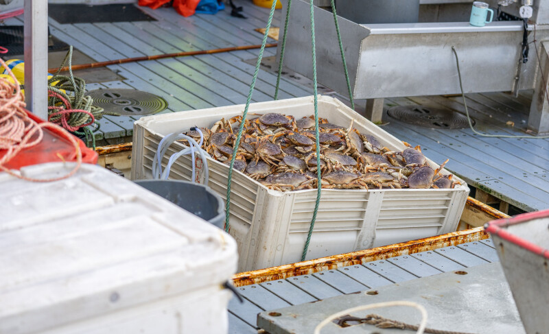 A full bin of Dungeness crabs