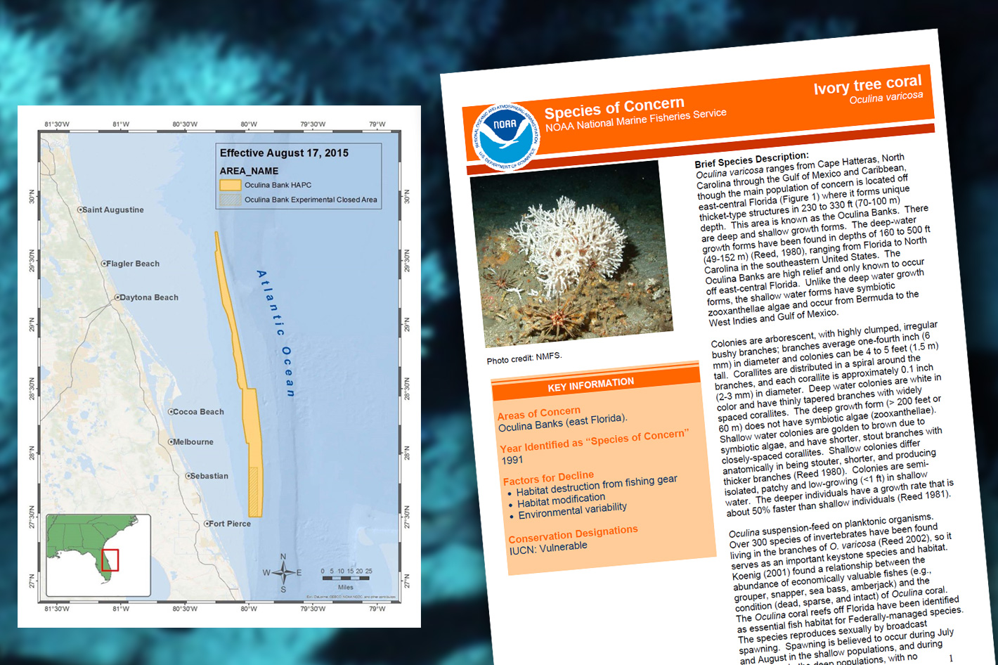 NOAA says no to rock shrimp trawling at the Oculina Coral Reef ...