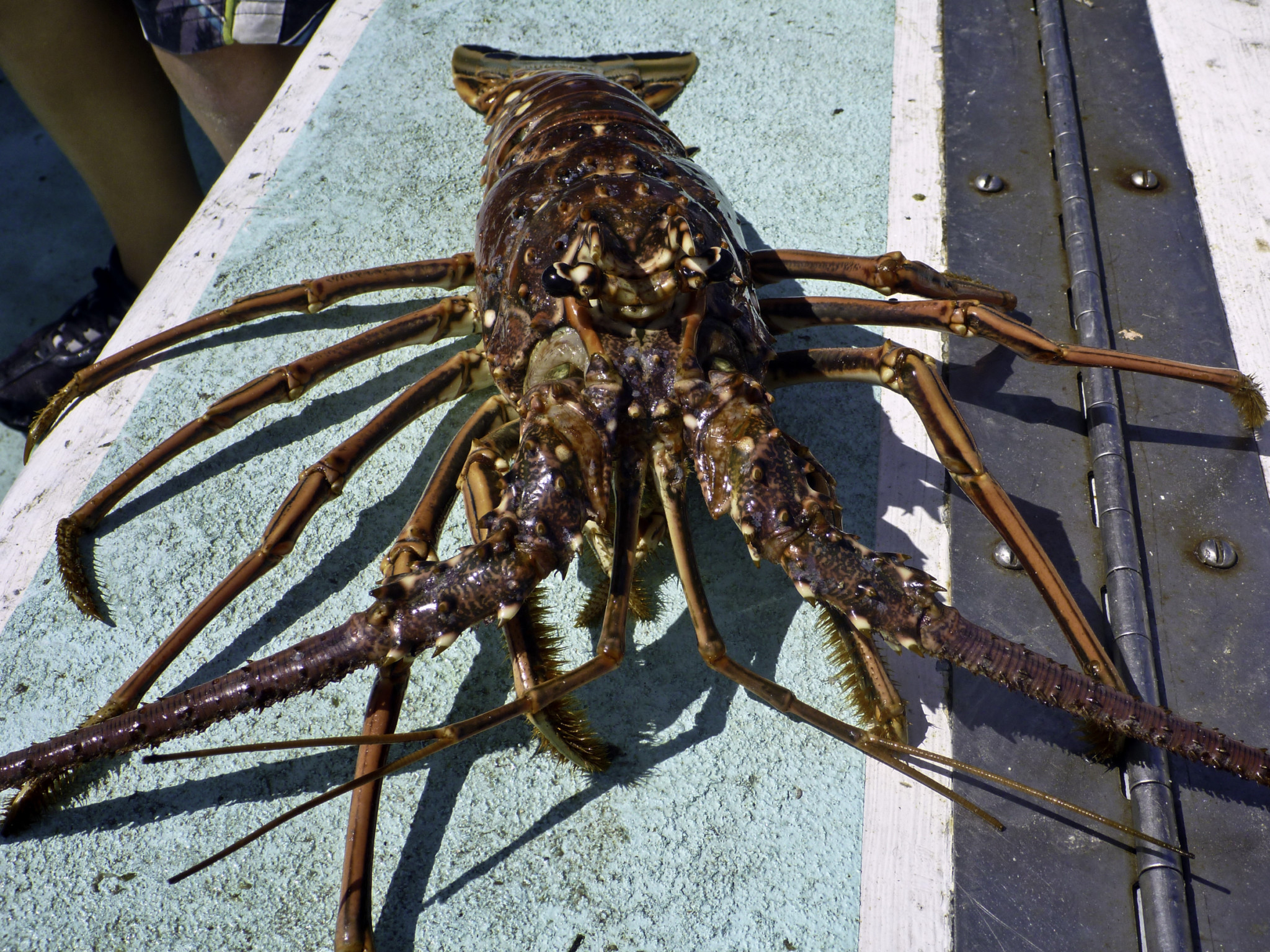 Gulf lobster Postcovid, hope for ‘normal season with good pricing