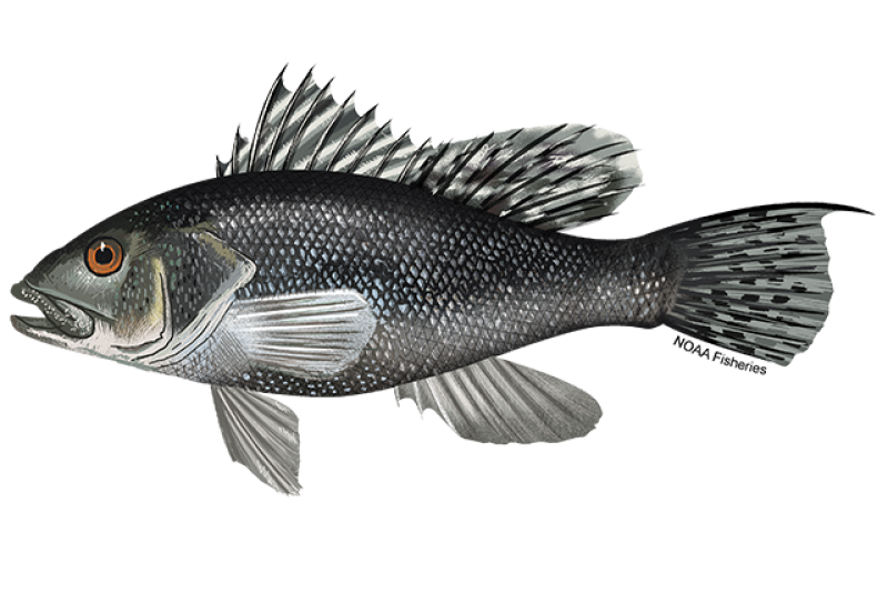 Black sea bass habitat shifting north as Atlantic heats up National