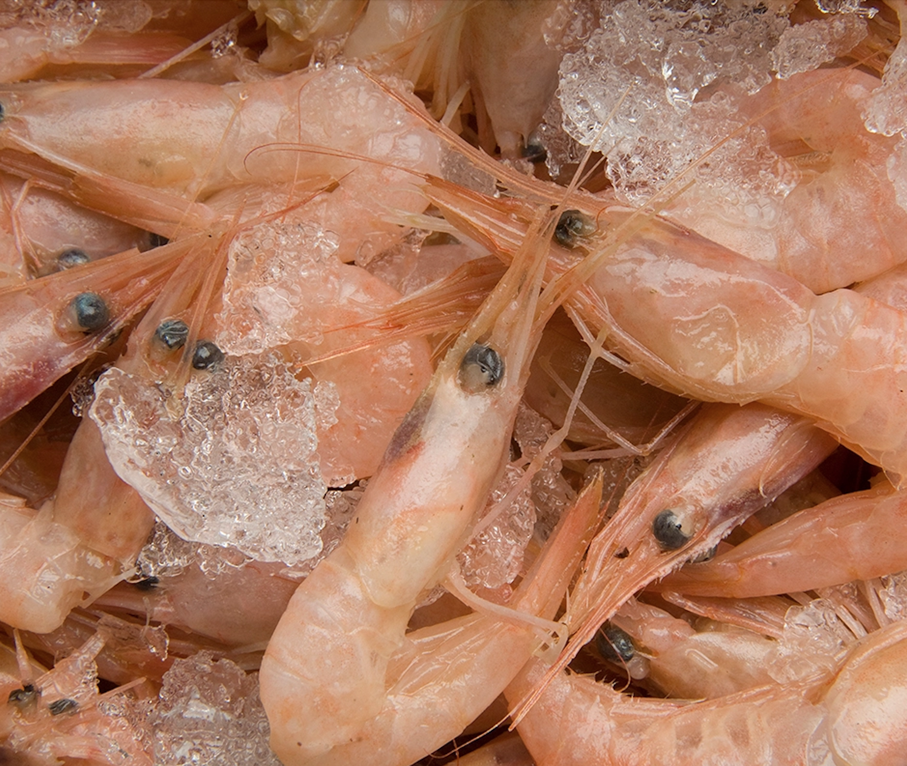 How to harvest bait shrimp  Oregon Department of Fish & Wildlife