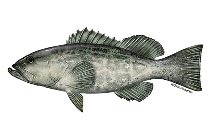 Black sea bass landings on rise in R.I. National Fisherman