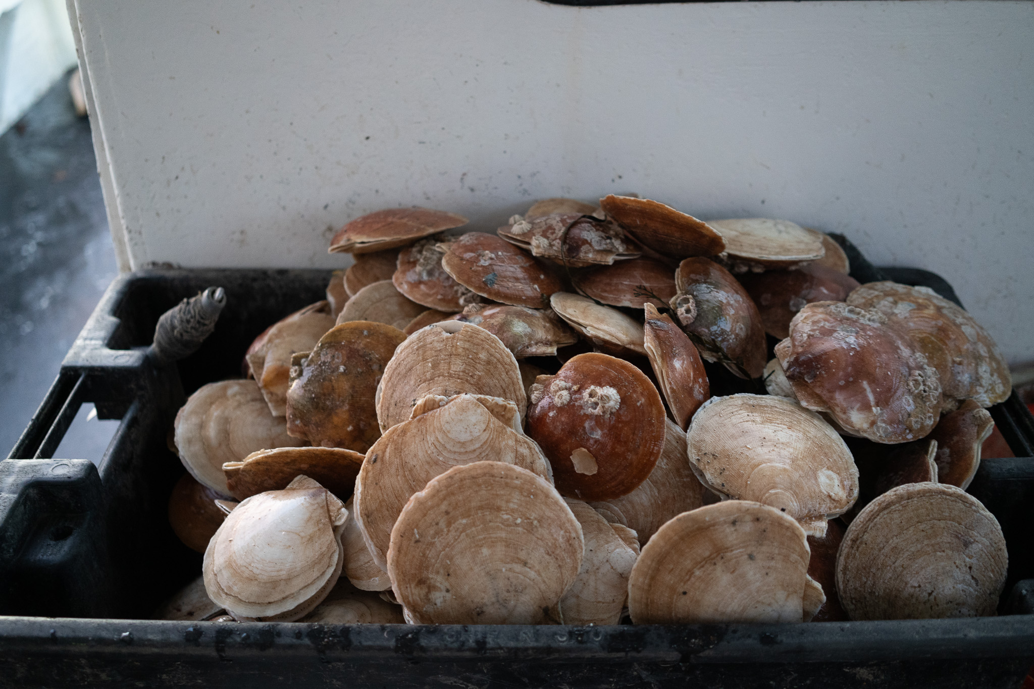 Atlantic Sea Scallop Shell, Where to Buy