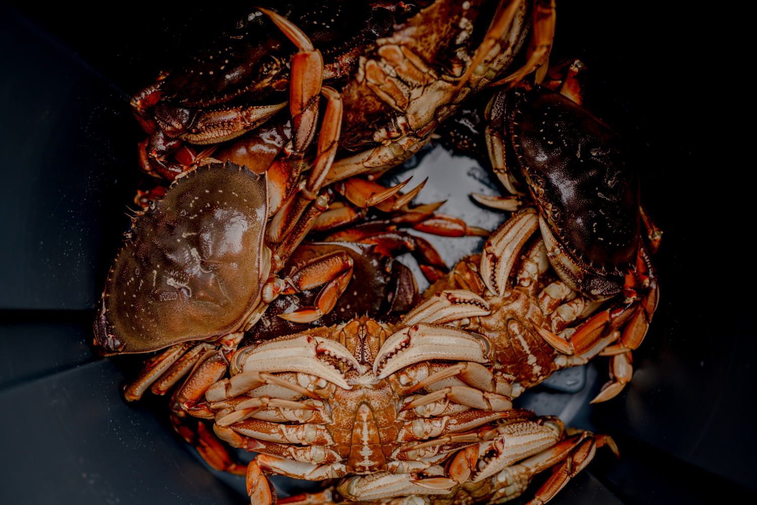 Commercial Fishing Photo Stories Dungeness Crabbing Puget Sound