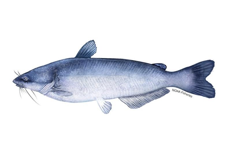 Blue Catfish. Courtesy of NOAA Fisheries