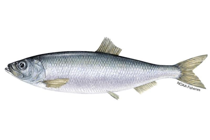 Pacific Herring. Courtesy of NOAA Fisheries