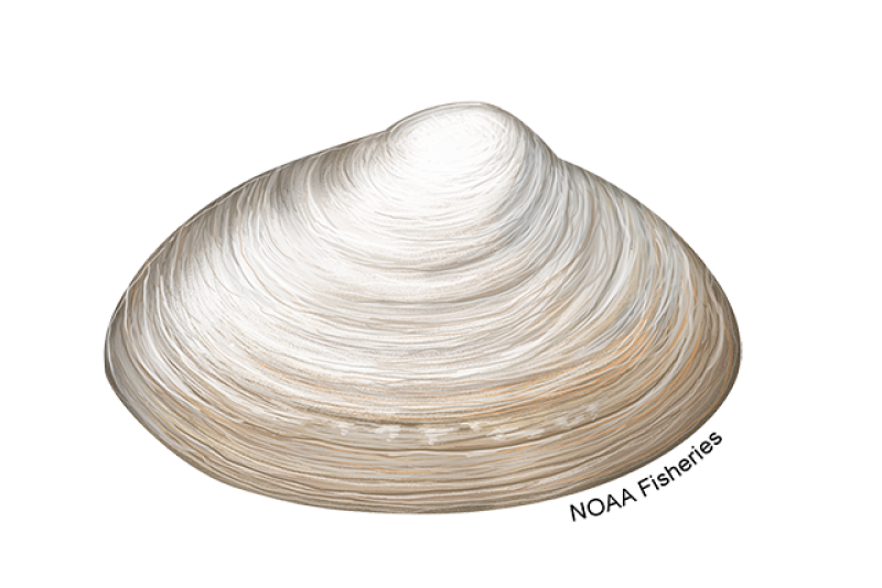 Surf Clam. Photo Courtesy of NOAA Fisheries
