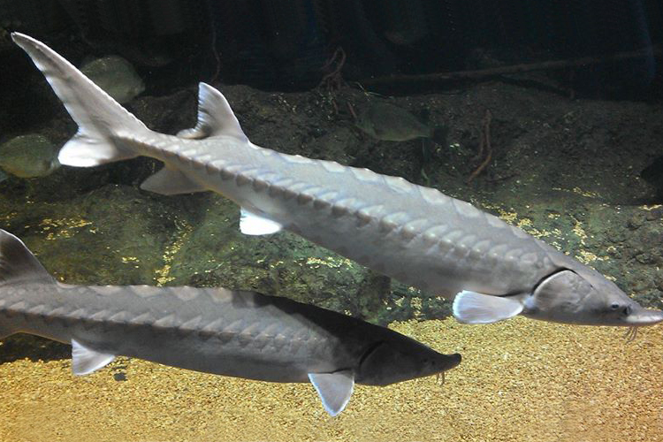 Atlantic Sturgeon. Courtesy of NOAA Fisheries