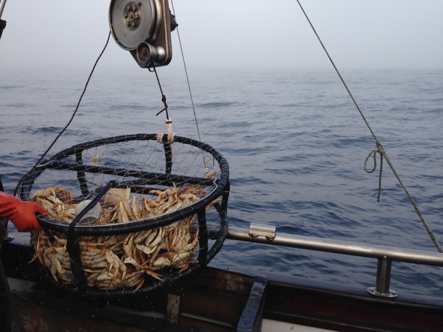 California Crabbers Hold Out Over Price, Organize Smooth Start To ...