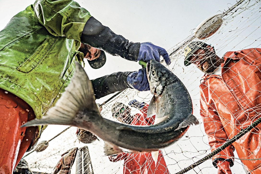 buy fish direct from fishermen near me