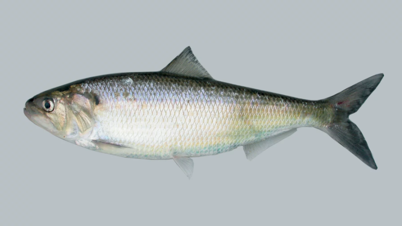 American shad. Courtesy of NOAA Fisheries