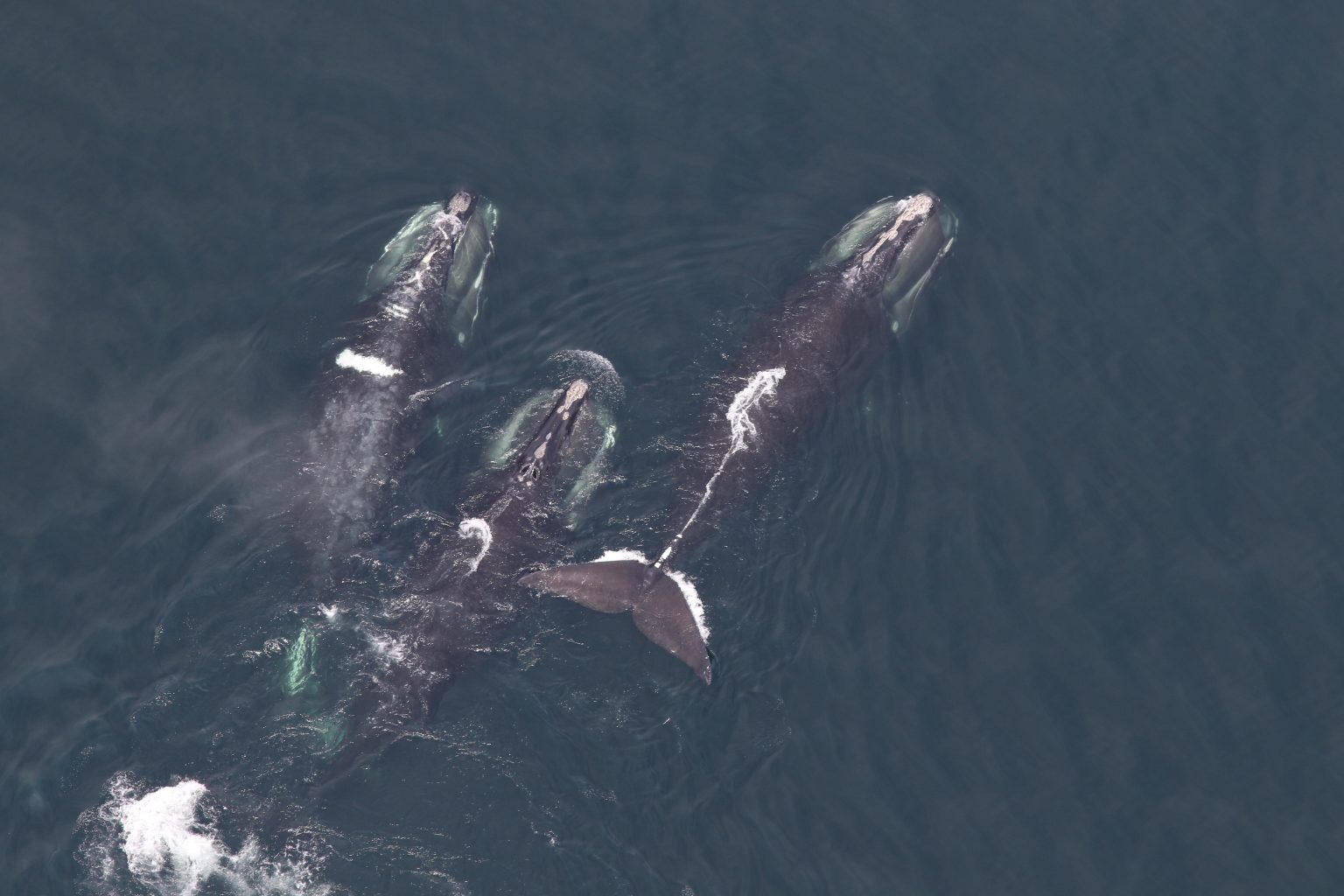 Portland public meeting on NMFS whale plan set for Oct. 5