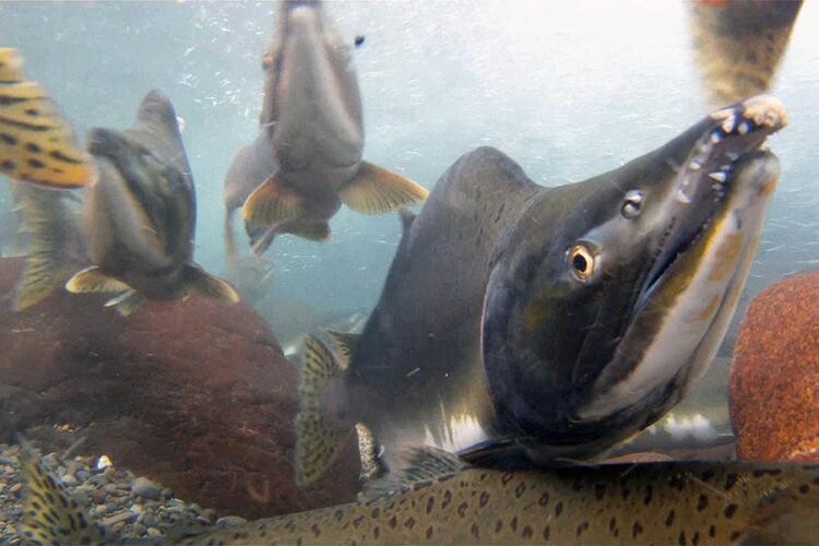 Pink salmon. Photo Courtesy of NOAA Fisheries