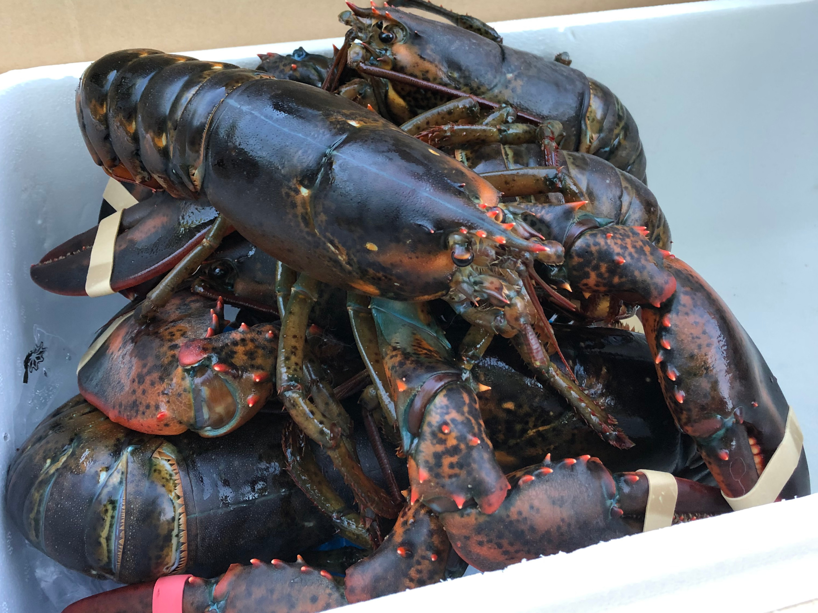 Lobster Price Drops Add Pressure On An Already Strained Industry 