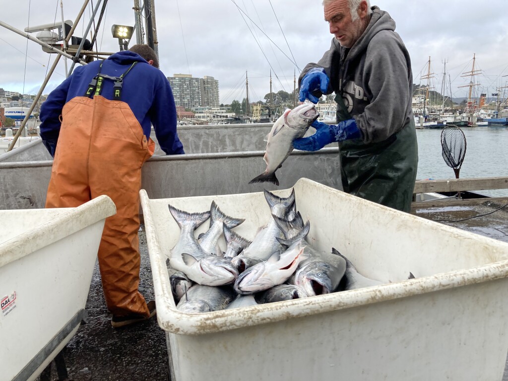 King me! San Francisco markets first salmon of the season National Fisherman