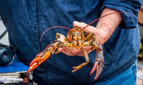 Clues sought in case of dumped lobsters | National Fisherman