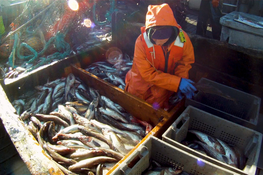 Pollock Inmersion King Crab | National Fisherman