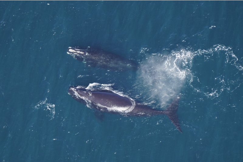 Right whale, once entangled, spotted free of fishing gear | National ...