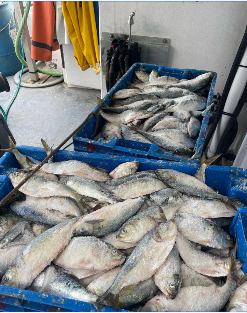 Lobster Bait