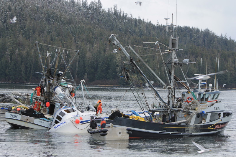 Herring seiner Sitkinak rolls over on offload National Fisherman