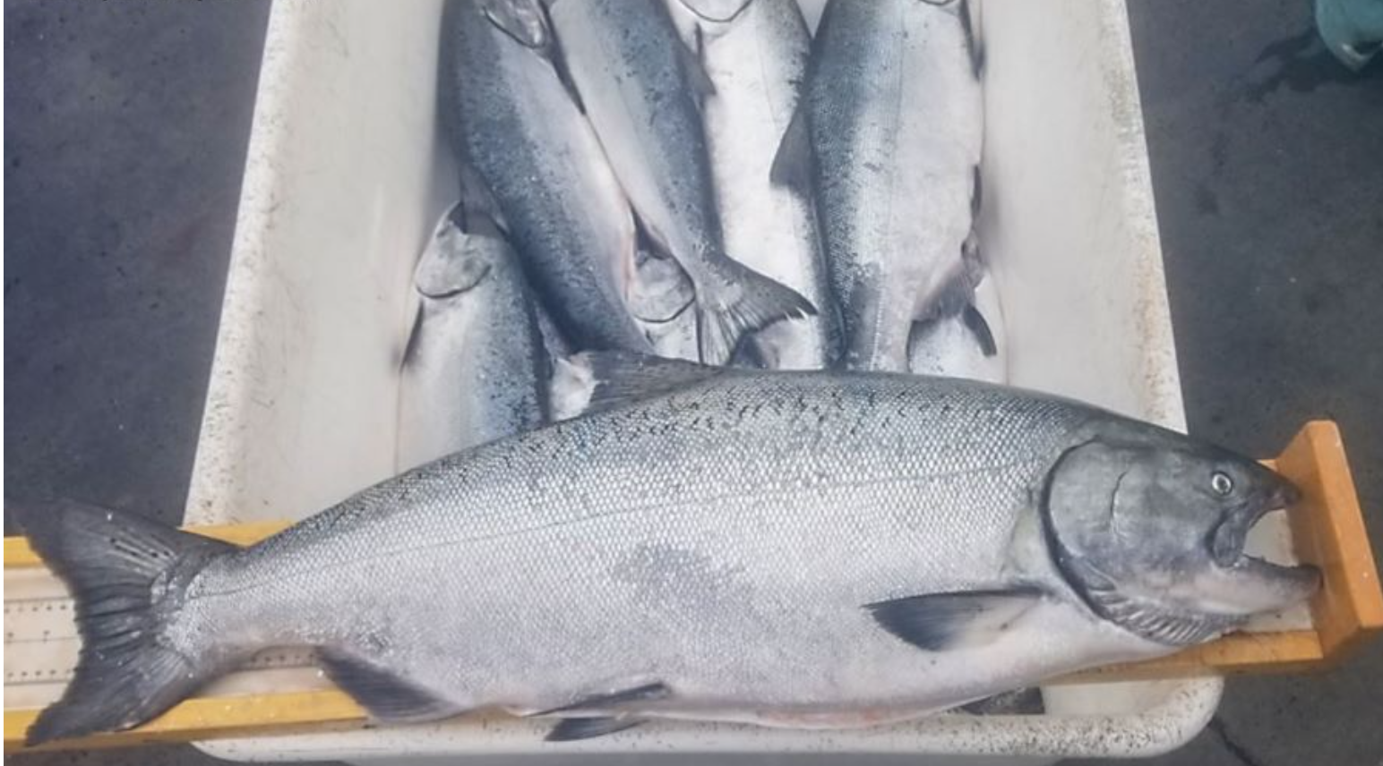 Fishing Groups Call To Suspend California 2023 Salmon Season Upberita Com