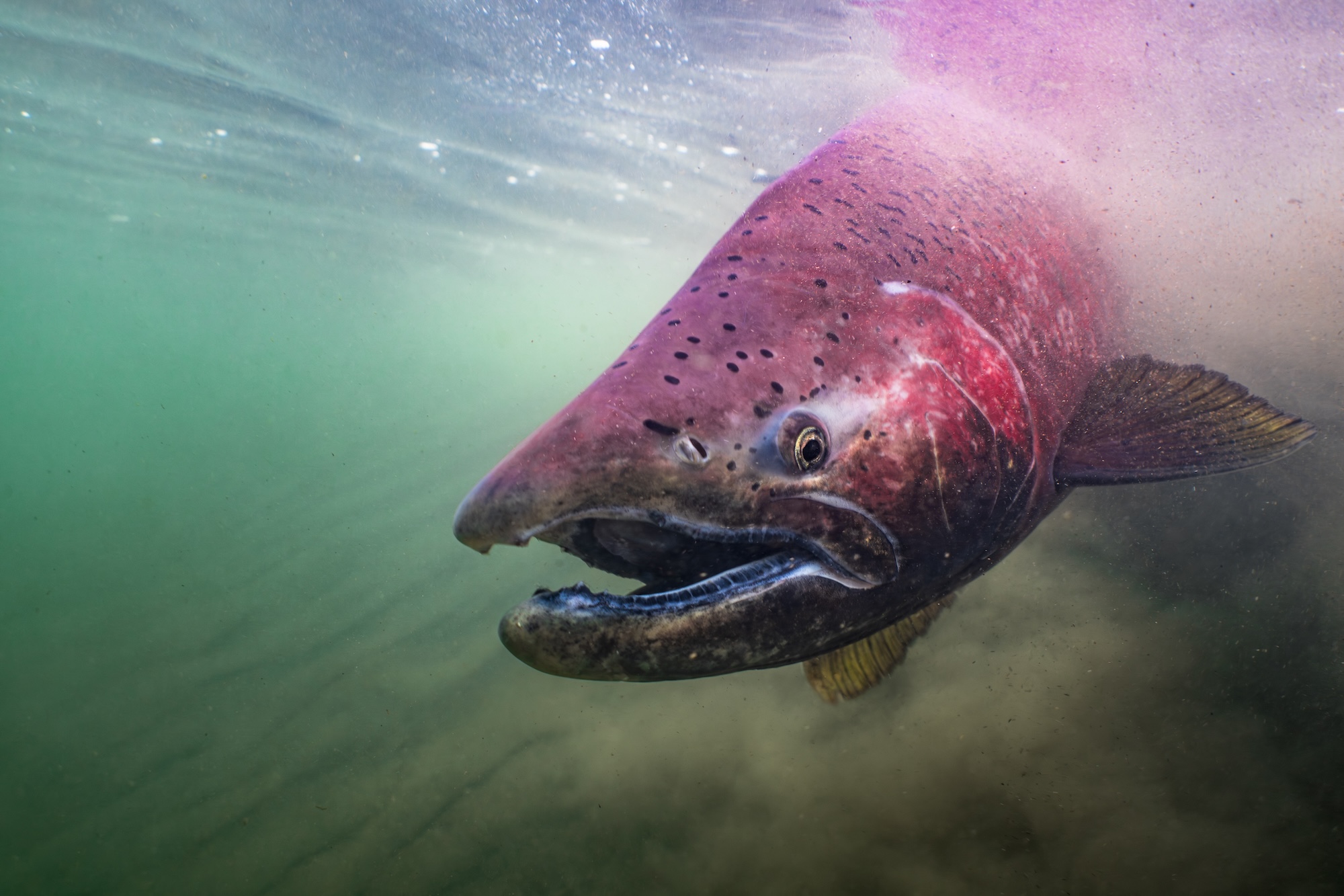 Chinook salmon fight escalates with Endangered Species Act