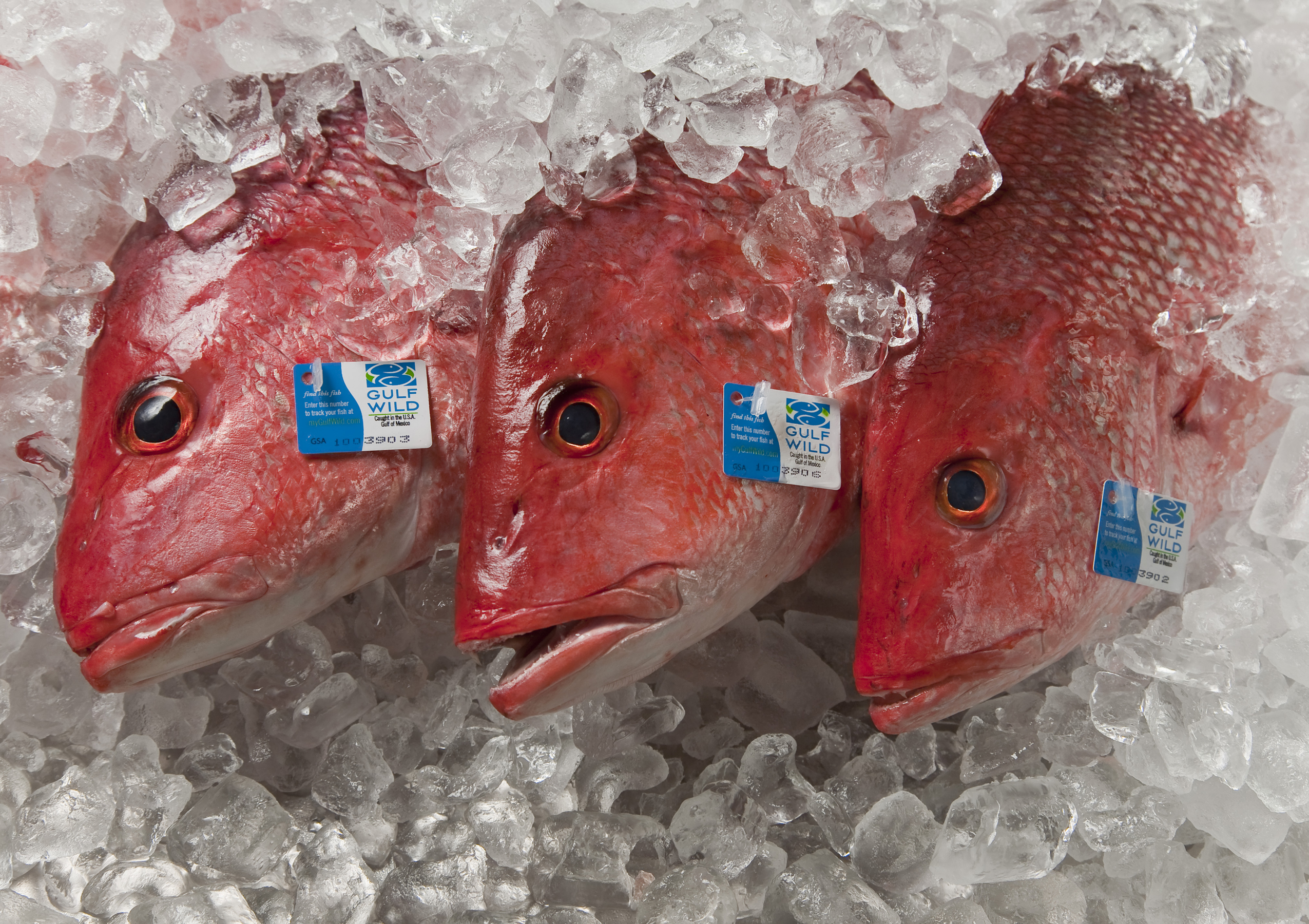 Fish Sec What’s next in fisheries tech? You can help decide | National Fisherman