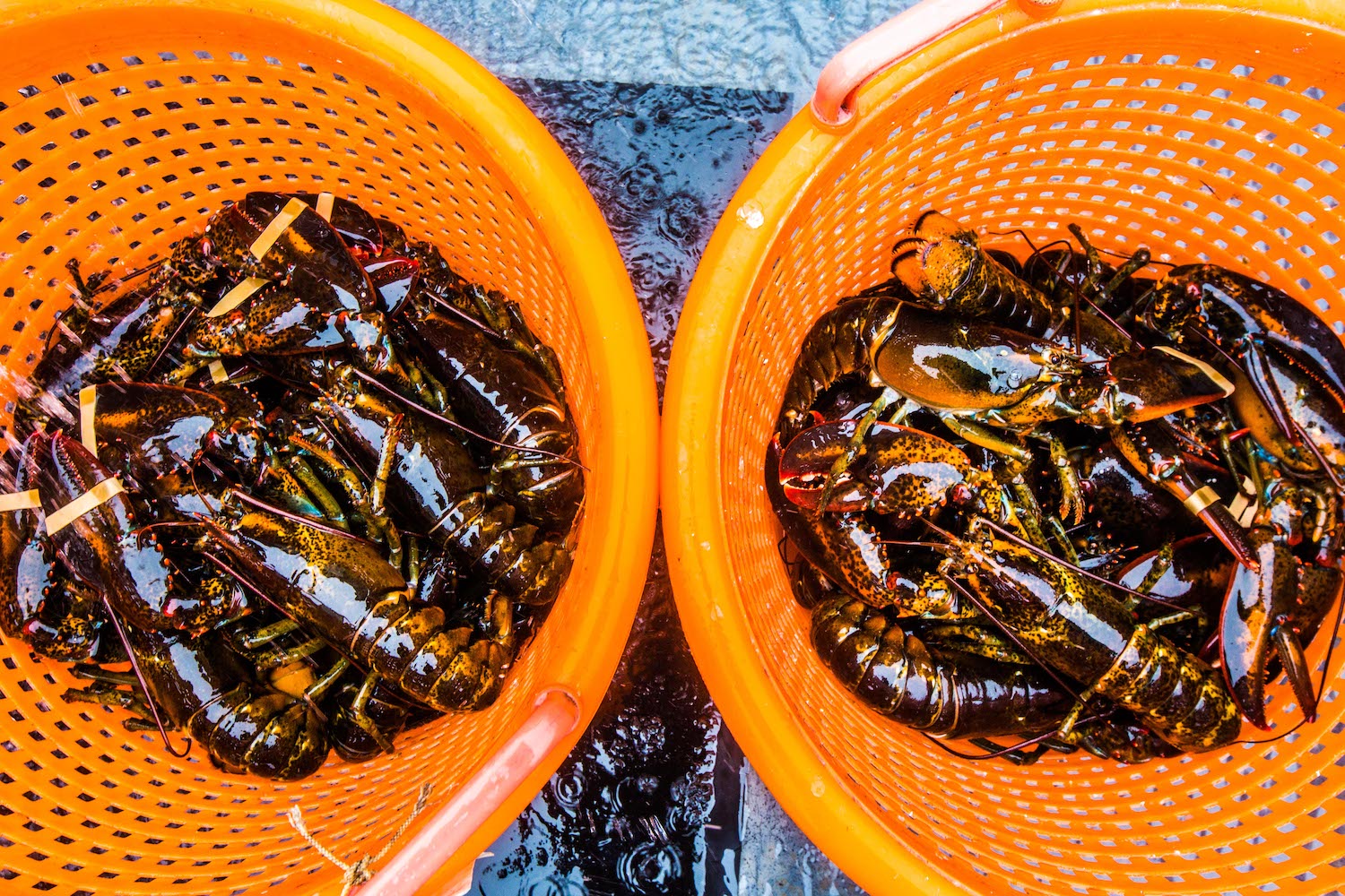 Maine lobster value soared 75 percent in 2021 National Fisherman
