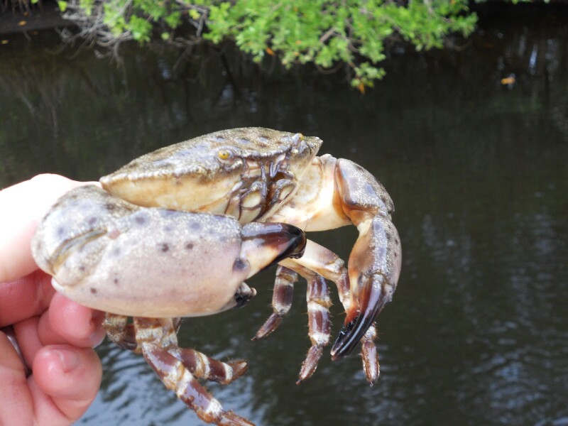 Stone crab. Collier County Sea Grant Extension photo