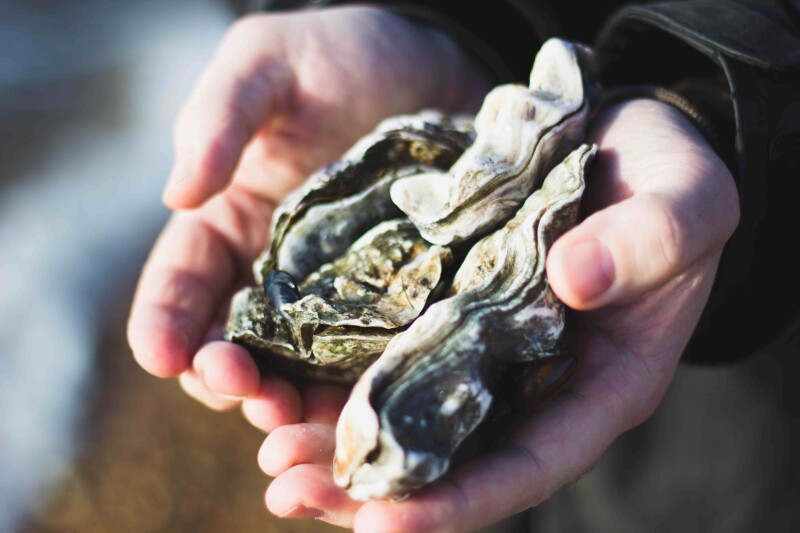 Oysters in hand. Photo by Charlotte Coneybeer on Unsplash