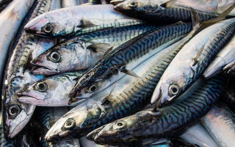 U.S. announces reduced East Coast commercial mackerel quota for 2023 National Fisherman