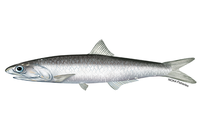 Anchovy. Courtesy of NOAA Fisheries