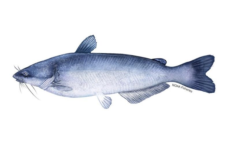 Blue Catfish. Courtesy of NOAA Fisheries