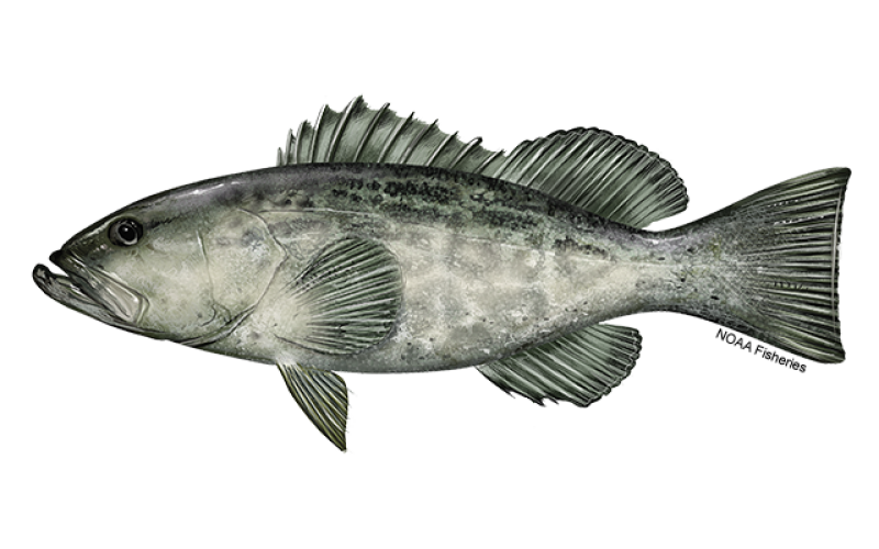 Black sea bass landings on rise in R.I. National Fisherman
