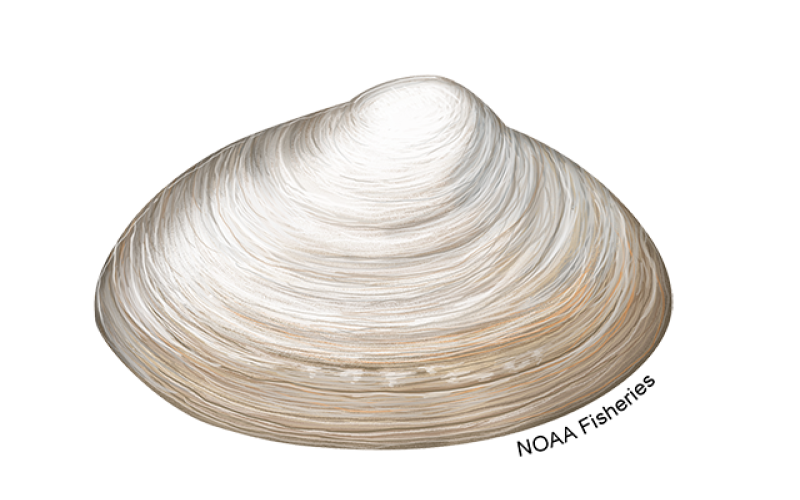 Surf Clam. Photo Courtesy of NOAA Fisheries