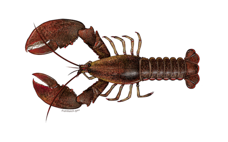 American Lobster. Courtesy of NOAA Fisheries