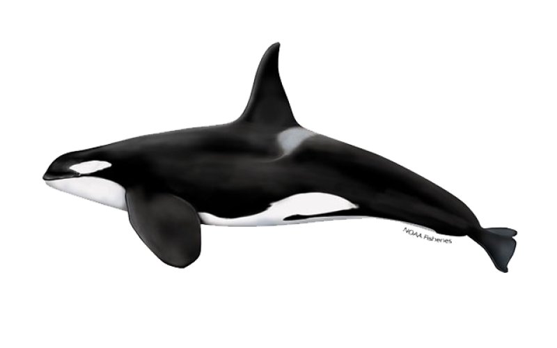 Orca whale. Courtesy of NOAA Fisheries