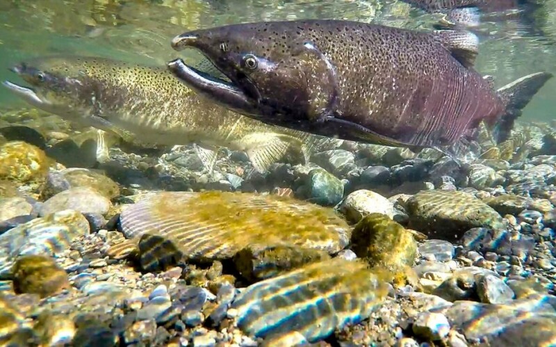 California announces funding to protect salmon habitat | National Fisherman