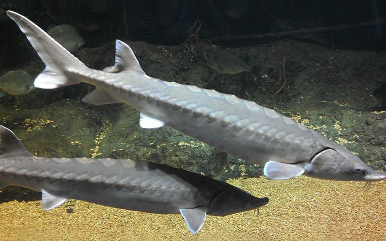 Atlantic Sturgeon. Courtesy of NOAA Fisheries