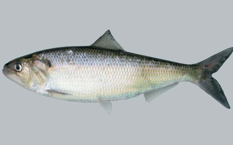 American shad. Courtesy of NOAA Fisheries