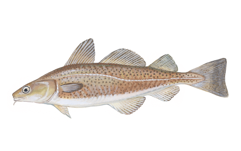 Plan could rebuild New England cod in 10 years, panels says | National ...
