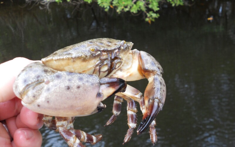 Stone crab. Collier County Sea Grant Extension photo