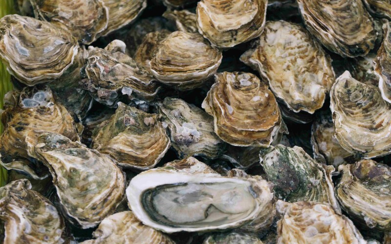 Texas Oyster Season Kickoff Announced for November 1 National Fisherman