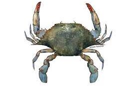 Blue crabs. Courtesy of NOAA Fisheries